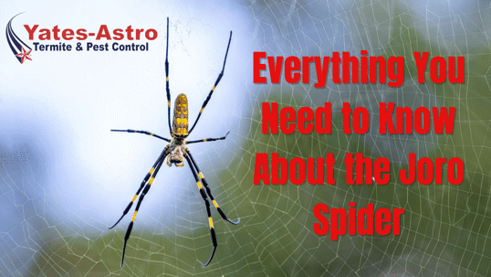 Joro spider control Savannah